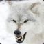 white wolf
