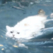 高山流水觅只咪