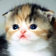 |4g - steam id 76561197965806019
