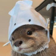 na morence - steam id 76561199025881926