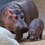 Zamunda Hippopotamus