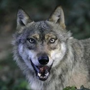 派派派派派大星