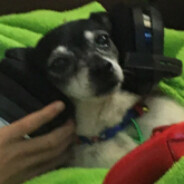 gamer gidget