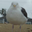 ConstipatedSeagull