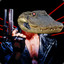 the_TermiGator1