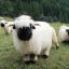 Adorable Sheep