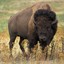 Bison