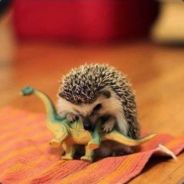 Tenkach