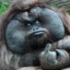 bootsman ( ;