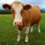 MooMooCow