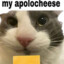 Apologetic Cat