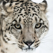 宝宝房100+-严查