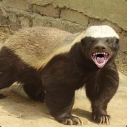 Honey Badger