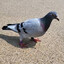 Gary the pigeon