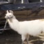 llama(not gay)