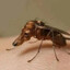 zakamskiy)