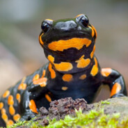 The_Salamander