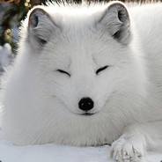 Snow Frost Fox