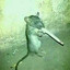 Jakucha, Smokey Rat