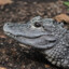 ᴿᴺᴳ Chinese Alligator