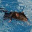 swimming rat