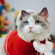 薛定谔的猫砂盆