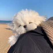 一份橄榄霸王龙多辣