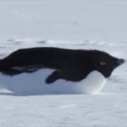 企鵝飛