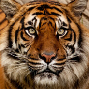 我是猎杀你是什么东西