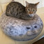 Котярик