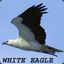 Whiteeagle72