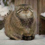 Manul