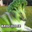 Brocollie