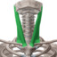 Sternocleidomastoid