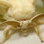 moth
