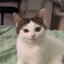 LS