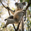 Dazzling Koala