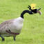 Goose Bandit