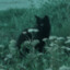 bleifox135