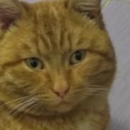 Adios_pedrilos-22рус