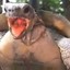 Orgasming Turtle