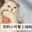 Evilcat