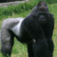 Silverback