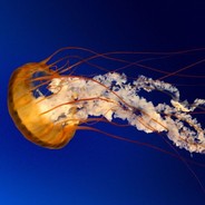 爱喝热水的热水壶