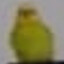 oflu61