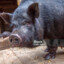 POrcão preto