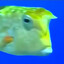 Little Smoothbot