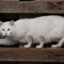 the cat&#039;s fifth leg