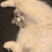 奈德丽不是美洲狮