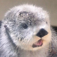 Otter